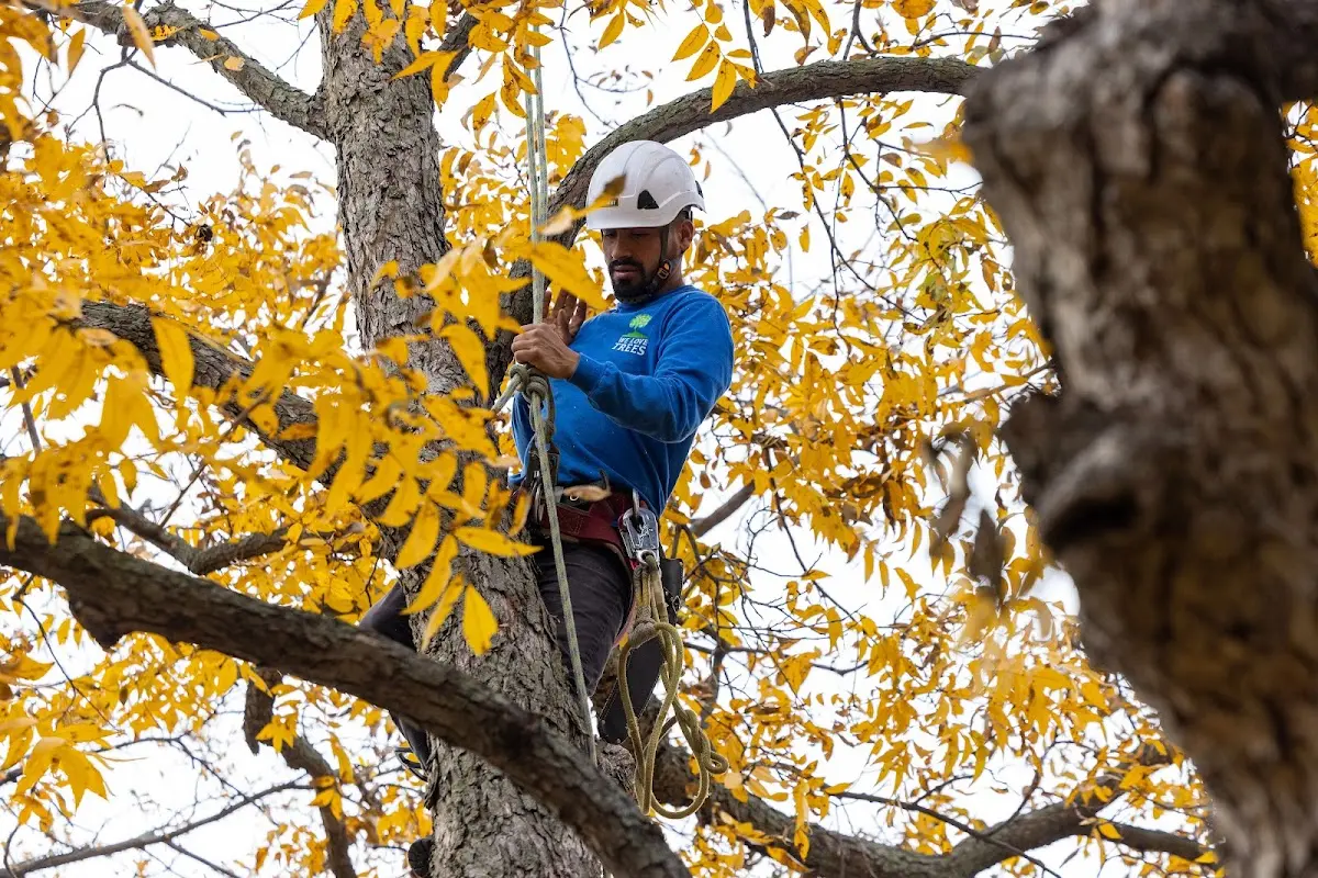 Skilled Dead Tree Removal crew working in Powhatan