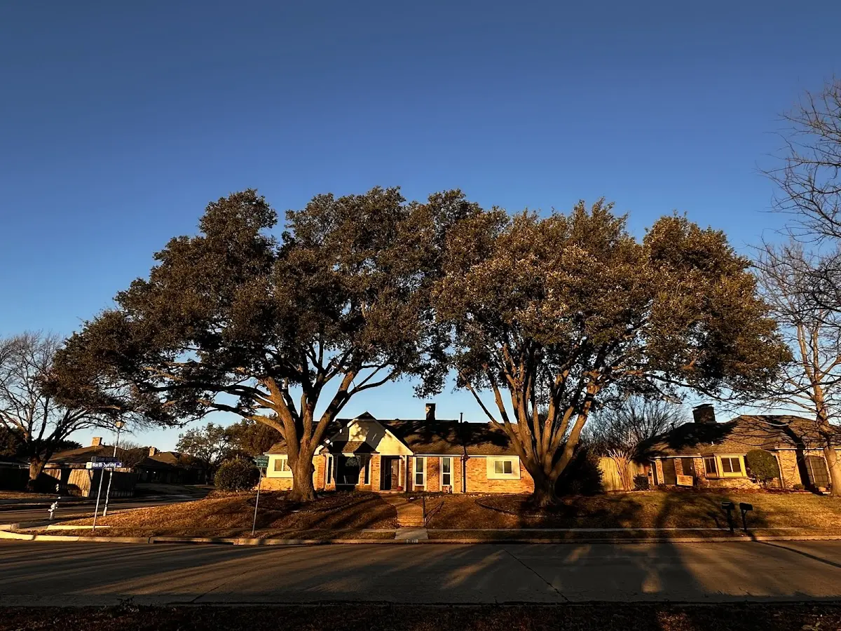 Established residential canopy tree shading a home in Powhatan
